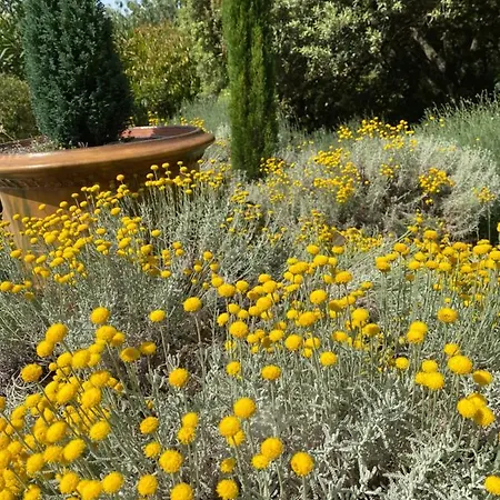 Les Santolines - A La Campagne Aigaliers