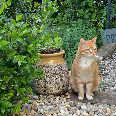 Les Santolines - A La Campagne * Aigaliers